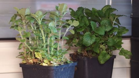 Das ganze Jahr über frische Kräuter zu Hause - diese kann man problemlos in der Küche auf der Fensterbank züchten. Zwei Töpfe mit frischen Kräutern stehen auf einer Fensterbank, während sie im Sonnenlicht gedeihen und wachsen.