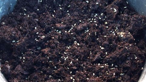 Frisches Saatgut keimt besser - je älter Saatgut ist, umso mehr vermindert sich seine Keimfähigkeit. Dunkle Blumenerde mit frischen Saatgutkörnern, die beginnen zu keimen, in einem blauen Pflanzgefäß.