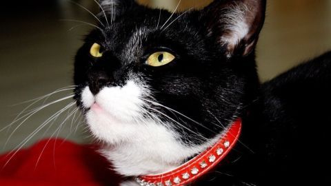 Ein Geheimtipp vom Tierarzt: Gegen Durchfall bei Katzen hilft Fibratop. 5 g in der Woche dem Futter beimischen.  Eine schwarze Katze mit rotem Halsband liegt entspannt und schaut aufmerksam in eine Richtung, möglicherweise auf ein Leckerli.