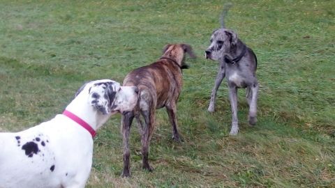 Mit Hundehaaren wilde Frettchen verjagen - Hundehaare auslegen und nach drei Tagen ist Ruhe. Drei Hunde stehen auf einer Wiese. Sie schnüffeln sich gegenseitig, während sie in einem lockeren Spiel miteinander interagieren.