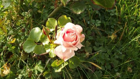 Eine rosa Rose blüht inmitten von grünem Gras und Laub, ideal für den Kampf gegen Blattläuse mit Schmierseife.