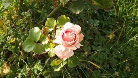 Blattläuse bei Rosen bekämpfen mit Schmierseife & Spiritus