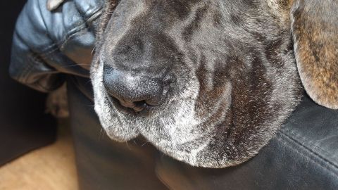 Ein Hund mit grauer Maske liegt entspannt auf einem schwarzen Sofa, umgeben von einer gemütlichen Wohnatmosphäre.