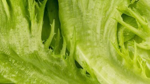 Den Salat in eine Schüssel geben, 6-8 Esslöffel Zucker drüber streuen, und dann die Schüssel mit Wasser füllen, so dass der Salat bedeckt ist. Das lässt man ca. 1-1,5 Stunden stehen. Danach den Salat gut waschen, damit er nicht süß schmeckt. Knackiger Kopfsalat liegt frisch auf einer Oberfläche und zeigt die knackigen, grünen Blätter in Nahaufnahme.
