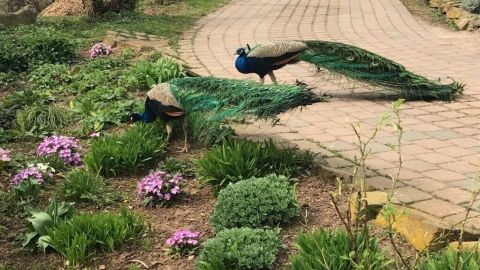 Ein Pfau stolziert durch einen Garten mit bunten Blumen, während er seine Federn am Weg entfaltet.