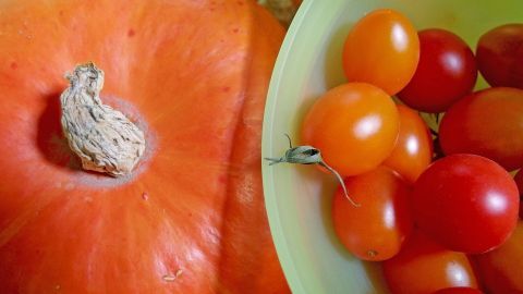 Ein leuchtend orangefarbener Kürbis liegt neben einer Schüssel mit verschiedenen frischen Tomaten in unterschiedlichen Farben.