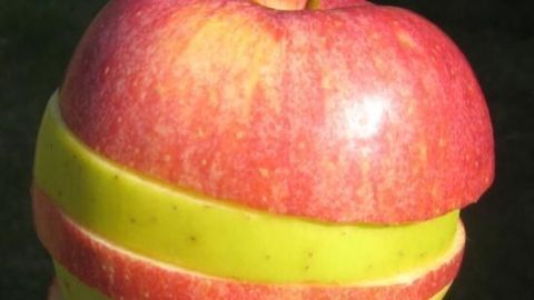 Ein Apfel, grün-rot, in Scheiben geschnitten. Die farbigen Scheiben übereinander gestapelt, vor einem grünen Hintergrund.
