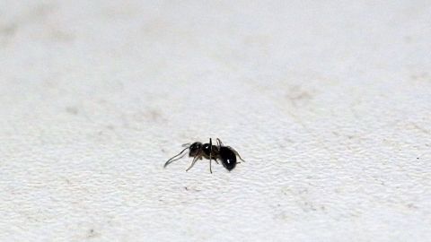 Eine Ameise krabbelt über eine helle Oberfläche und sucht nach Zucker in der Wohnung, möglicherweise angezogen durch Bier.
