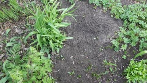 Kahle Gartenstellen zeigen den bare Boden zwischen üppigem Pflanzenwuchs, ideal für die Blumenzwiebelpflanzung.