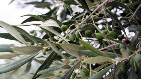 Olivenblättertee