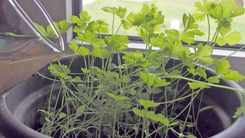 Kräutertöpfe wachsen kräftig in einem schwarzen Blumentopf, während sie mit Resttee gedüngt werden.