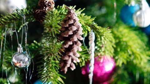 Glänzende Weihnachtskugeln in Blau und Pink hängen an einem grünen Weihnachtsbaum, zwischen Tannenzweigen und einer Zapfen.