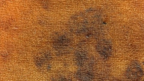 Ein Teppich mit mehreren dunklen Flecken liegt auf einem orangefarbenen Hintergrund, der Reinigung mit Spülmittel bedarf.