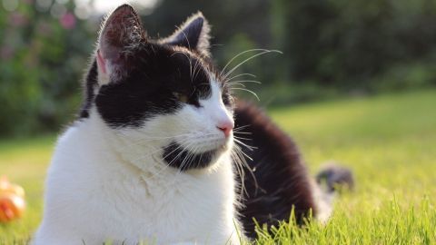 Eine schwarze und weiße Katze liegt entspannt im grünen Gras und genießt die sonnige Umgebung.