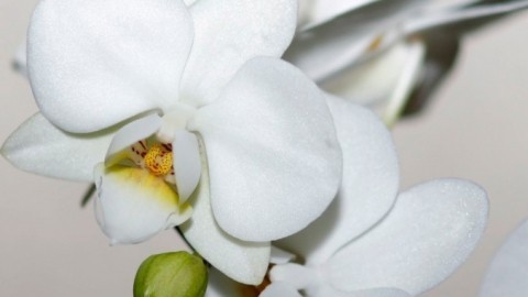 Antibabypille für Orchideen-Blütenpracht