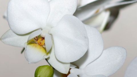 Weiße Orchideenblüten präsentieren sich elegant und lebendig vor einem neutralen Hintergrund, strahlend und frisch.
