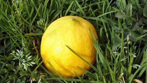 Eine gelbe Zitrone liegt im Gras, was darauf hindeutet, dass sie zur Reinigung von Grasflecken verwendet werden kann.