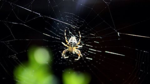 Eine Spinne sitzt in ihrem Netz, während sie auf einer Pflanze in einem hellen, natürlichen Umfeld fokussiert ist.