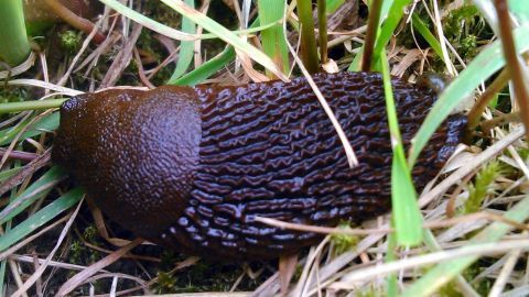 Eine große Schnecke kriecht über das Gras, während junge Pflanzen in der Umgebung durch ein Fliegennetz geschützt sind.