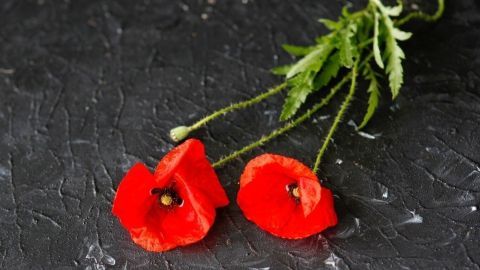 Zwei rote Mohnblumen liegen auf einer dunklen Oberfläche, umringt von grünen Blättern, die Trauer symbolisieren.