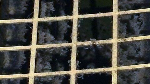 Ein verschmutztes Lüftungsgitter zeigt Ablagerungen und Schmutz in einem Badezimmer, das regelmäßige Reinigung benötigt.