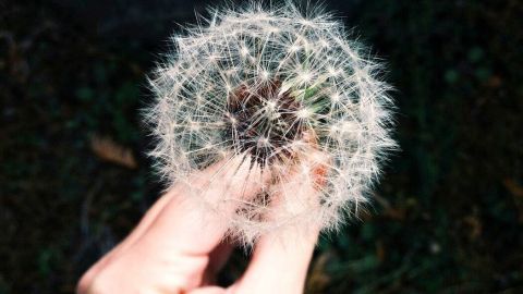 Ein Hand hält einen Löwenzahn-Pusteblumen, bereit zur Erzeugung eines schönen Klanges in einem grünen Garten.