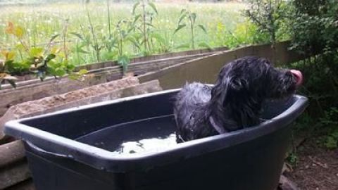 Maurerkübel können eine praktische und kostengünstige Lösung sein, um deinem Hund eine erfrischende Badegelegenheit zu bieten. Das Bild zeigt, wie dieser kreative Tipp in der Praxis funktioniert. Eine großartige Idee für heiße Tage! Ein schwarzer Hund sitzt entspannt in einem Maurerkübel mit Wasser, umgeben von einer grünen Landschaft.