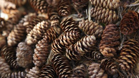 Kieferzapfen liegen auf dem Boden, verstreut zwischen trockenem Moos und kleinen Ästen, bereit zum Sammeln für die Herbstdeko.