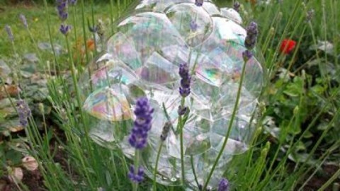 Blumenfotografie mit Seifenblasen