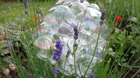 Seifenblasen schweben über Lavendelblüten im Garten und reflektieren bunte Farben, während rote Blüten im Hintergrund leuchten.