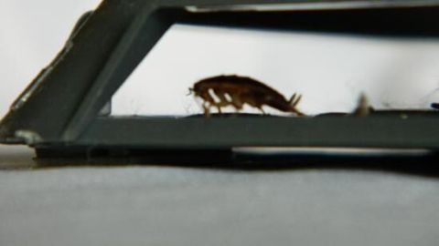 Eine Kakerlake krabbelt unter einem Metallobjekt auf einem Tisch.
