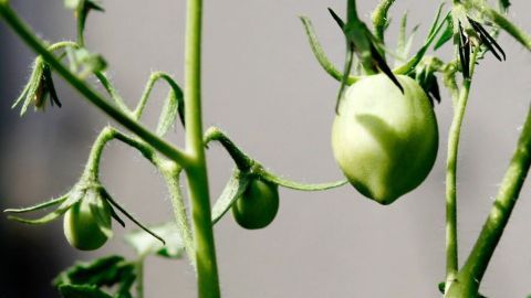 Grüne Tomaten hängen an einem Stängel in natürlichem Licht, umgeben von Blättern, auf einer Pflanzenstange.