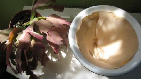 Eine Kaffeefiltertüte liegt in einem Blumenübertopf, während eine verblühte Pflanze daneben auf einem Tisch steht.