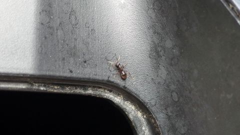 Ameisen erfolgreich bekämpfen, indem man schaut, wo die Ameisen ihr Nest haben. In das Nest steckt man zwei bis drei blanke 7-10 cm lange Kupferdrähte. Eine Ameise krabbelt auf einer metallischen Oberfläche und sucht vermutlich nach Nahrung in der Umgebung.