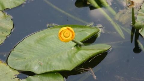 Eine gelbe Blüte thront auf einem großen, grünen Seerosenblatt, umgeben von ruhigem Wasser und Pflanzen.