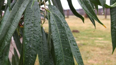 Pflanzen in den Regen stellen - Wellness für Zimmerpflanzen. Grüne Blätter einer Pflanze sind mit Regentropfen bedeckt, während im Hintergrund eine grüne Wiese sichtbar ist.