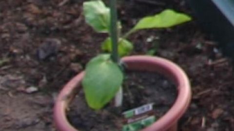 Ein kleiner, grüner Pflanze wächst in einem Tontopf, der im Gartenboden steht. Salat und Gemüse werden hier angebaut.