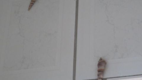 Muscheln als Deko: Decke Bohrlöcher in Badezimmerfliesen clever ab und verleihe deinem Bad einen maritimen Look.