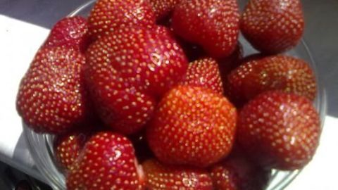 Frische Erdbeeren liegen in einer Schüssel und warten darauf, vorsichtig verarbeitet zu werden.