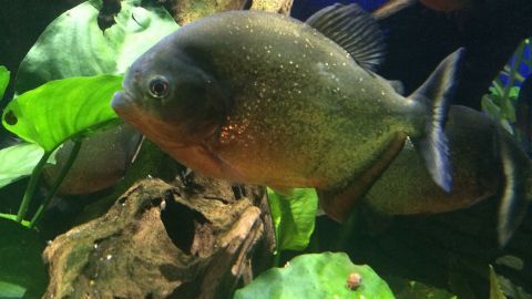 Fische mögen gerne grüne Gurke zum Knabbern. Der Vorteil ist, dass die Pflanzen nicht so schnell angefressen werden. Im Aquarium schwimmen Fische zwischen grünen Pflanzen, während sie nach Futter suchen. Die Szene ist lebendig und natürlich.