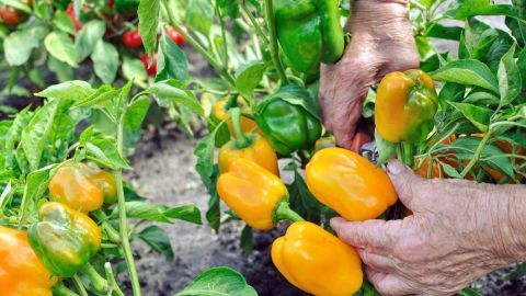 Um eine reichhaltigere Ernte zu bekommen, sollten bei Paprikapflanzen die Königsblüte entfernt werden Die Hände eines Gärtners pflücken reife, orangefarbene Paprika von Pflanzen in einem fruchtbaren Garten.
