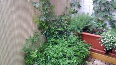 Üppige grüne Pflanzen, darunter Jiaogulan, wachsen in Töpfen auf einer Terrasse, umgeben von einem Holzzaun und anderen Kräutern.