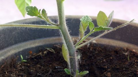 Ein Tomatentrieb mit neuen Blättern wächst in einem Topf, umgeben von erdiger Pflanzerde und frischem Grün.