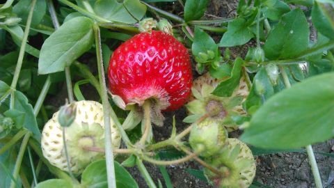 Reife Erdbeeren wachsen unter grünen Blättern im Garten, einige noch grün, bereit für die Ernte und zum Grillen.