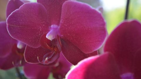 Üppiger Wachstum bei Orchideen und Zimmerpflanzen mit Regenwasser und etwas Orchideendünger. Große, leuchtende Orchideenblüten zeigen einen gesunden, üppigen Wachstum in einer hellen, naturnahen Umgebung.