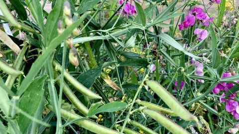 Grüne Bohnen wachsen üppig zwischen bunten blühenden Pflanzen im Garten und bieten einen natürlichen Sichtschutz.