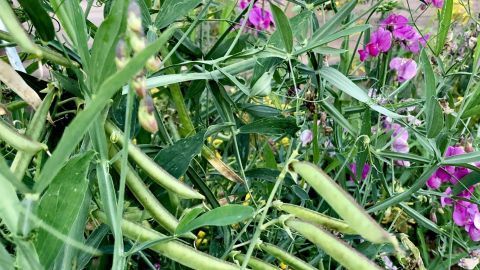 Sichtschutz im Garten - preiswert mit Bohnen