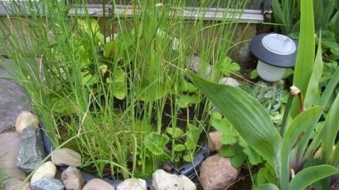 Mini Moorbeet im Garten