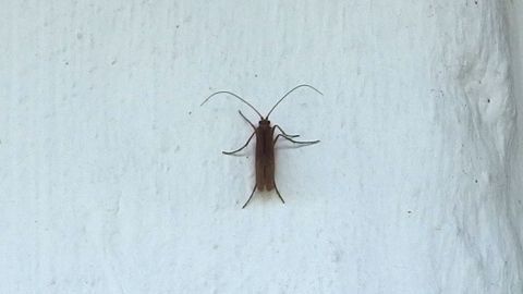 Ein kleines Insekt mit langen Antennen krabbelt an einer weißen Wand entlang, was seine unliebsame Natur zeigt.