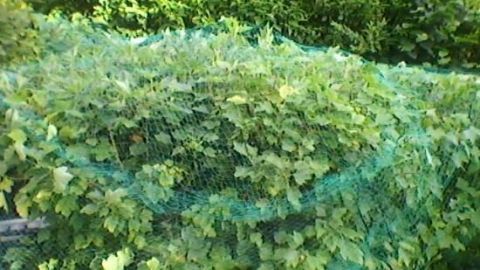 Ein hoher Johannisbeerstrauch ist mit einem Netz geschützt, um die Blätter in einem Garten zu sichern.